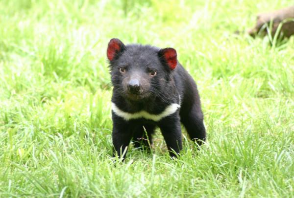 Tasmanian devil at Tasmanian Devil Unzoo, Tasmania © Tasmanian Devil Unzoo