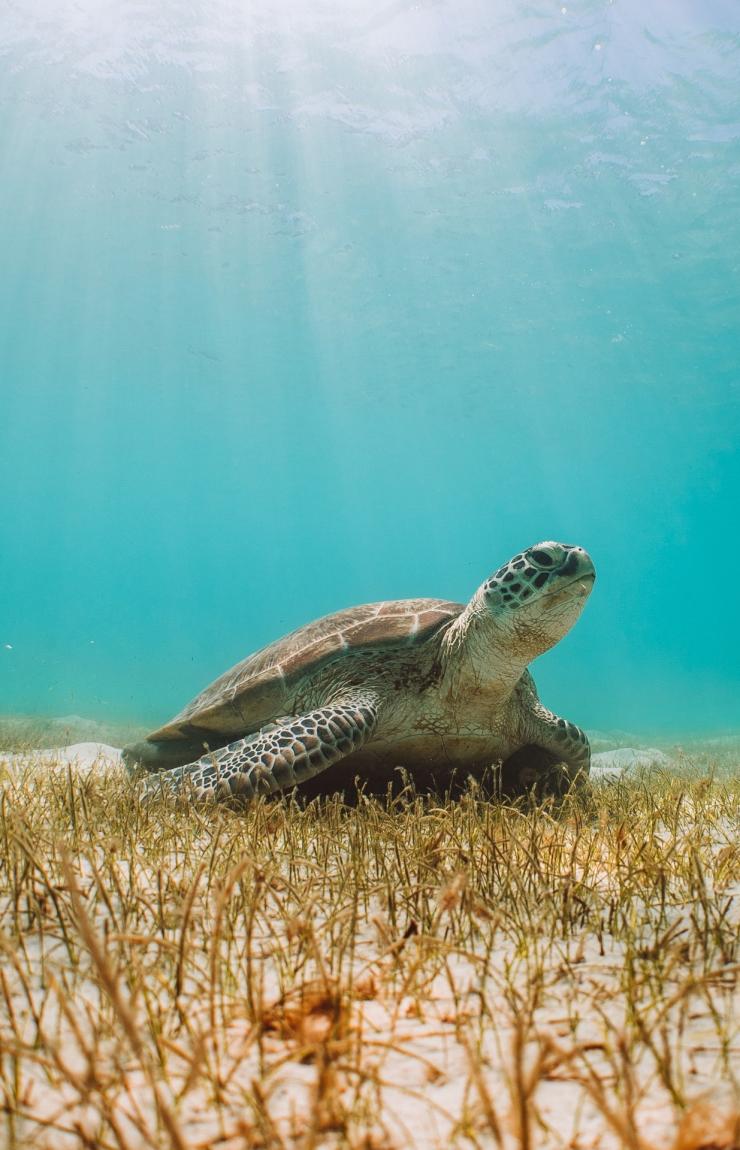 Turtle, Casuarina Beach, Lizard Island, Queensland © Tourism Australia