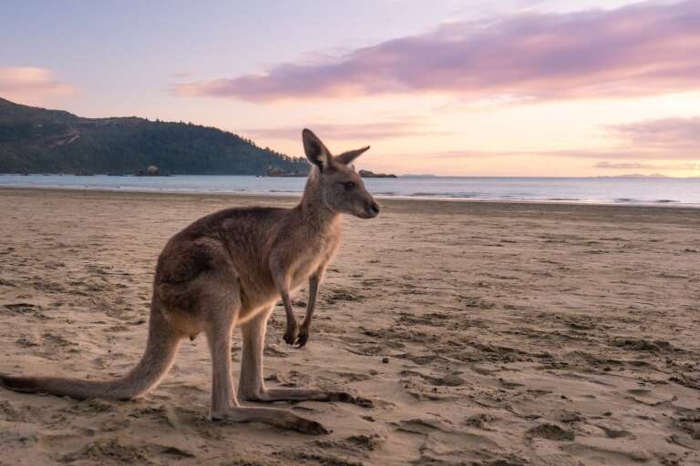 Beach Wallaby, Cape Hillsborough, Queensland @ Tourism Australia