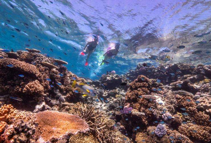 Great Barrier Reef with Dreamtime Dive and Snorkel, Queensland © Tourism and Events Queensland
