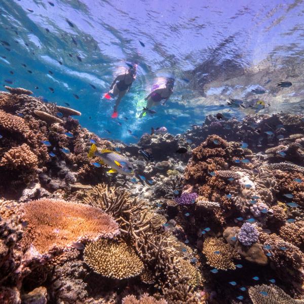 Snorkellers swim through clear blue water above a thriving coral reef filled with colourful fish on a Dreamtime Dive and Snorkel tour, Great Barrier Reef, Queensland. © Tourism and Events Queensland