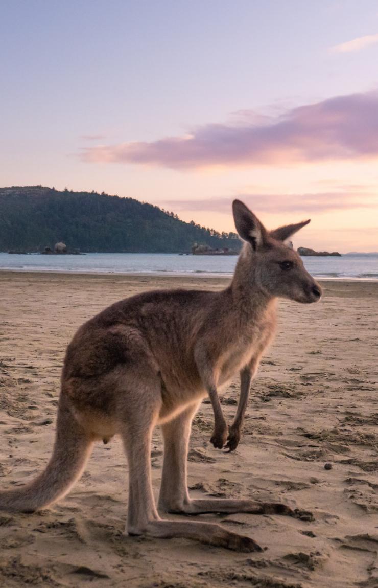 A wallaby rests on a sandy beach at sunrise, bathed in soft pink light with gentle waves and hills in the background, Cape Hillsborough, Queensland. © Tourism Australia