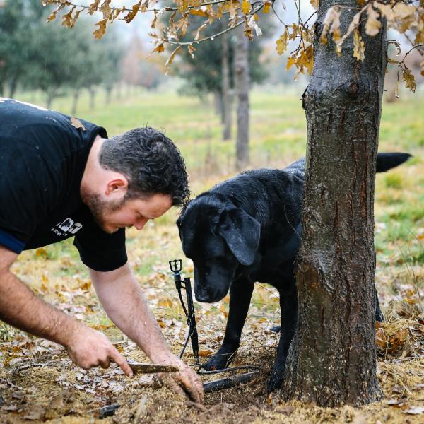 A black dog watches closely as a handler unearths fresh truffles beneath an oak tree at The Truffle Farm, Canberra, Australian Capital Territory. © Tourism Australia