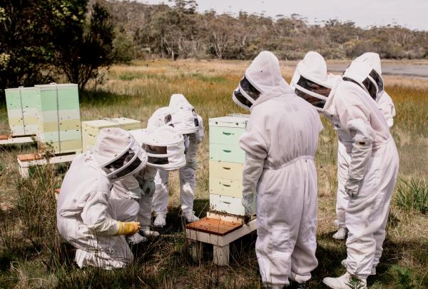 Guests in full protective white suits inspect beehives during a hands-on beekeeping experience at Saffire Freycinet, Tasmania. © Saffire Freycinet