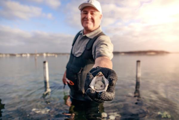 An oyster farmer standing in shallow ocean waters holds up a freshly shucked oyster to the camera on a tour with Oyster Farm in Coffin Bay, South Australia. © Oyster Farm