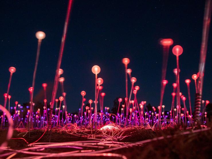 Glowing red and purple fibre-optic light stems illuminate the desert under a dark night sky at Field of light, Uluru-Kata Tjuta National Park, Northern Territory. © Tourism Australia