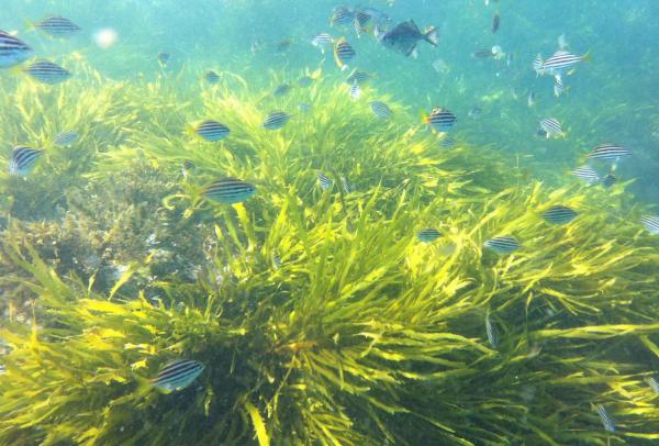 A school of small striped fish swims through vibrant, sunlit green sea kelp underwater, Sydney Harbour, New South Wales. © Tamsin Peters