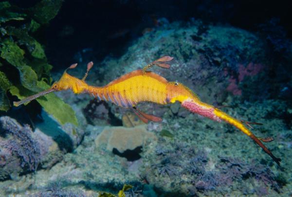 A colourful yellow and purple weedy seadragon with delicate, leaf-like appendages floats above a rocky, kelp-covered ocean floor, Sydney Harbour, New South Wales. © Erik Schlogl
