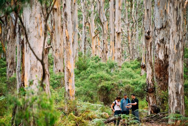 Hikers pause to read a map amidst towering, pale karri trees along the Cape to Cape walking track with Walk into Luxury in the Margaret River region, Western Australia. © Walk into Luxury