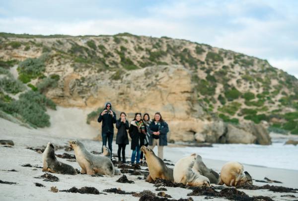 Visitors observe sea lions resting along the sandy shoreline during a guided tour with Kangaroo Island Odysseys at Seal Bay, Kangaroo Island, South Australia, against coastal limestone cliffs. © Kangaroo Island Odysseys