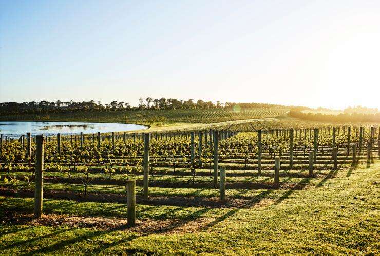 Vineyards at Pt Leo Estate, Mornington Peninsula, Victoria © Pt Leo Estate