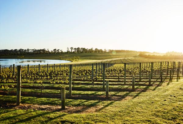 Sunlight streams over lush grapevines and a serene lake at Pt. Leo Estate, highlighting the tranquil rolling hills of the vineyard landscape on the Mornington Peninsula, Victoria. © Pt Leo Estate