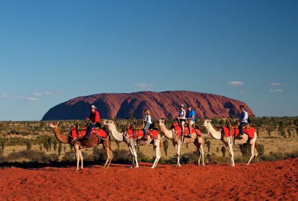 Riders journey across red desert sand dunes in a camel train with Uluru Camel Tours, set against the striking backdrop of Uluru in Uluru-Kata Tjuta National Park, Northern Territory. © Uluru Camel Tours