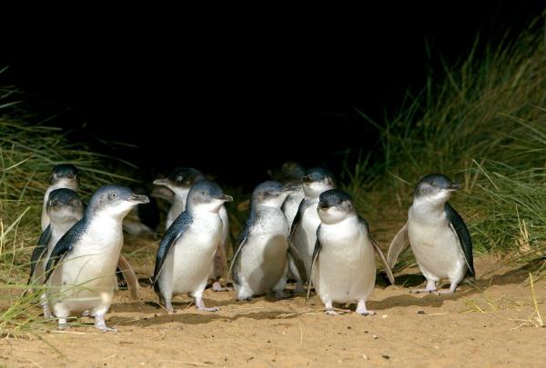 Phillip Island Nature Park, Phillip Island, Victoria © Phillip Island Nature Park