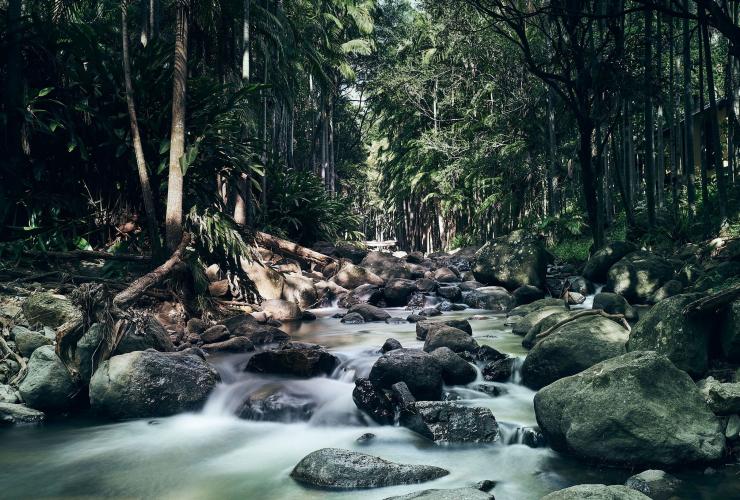 Mt Tamborine Rainforest, Scenic Rim, Queensland © Tourism Australia