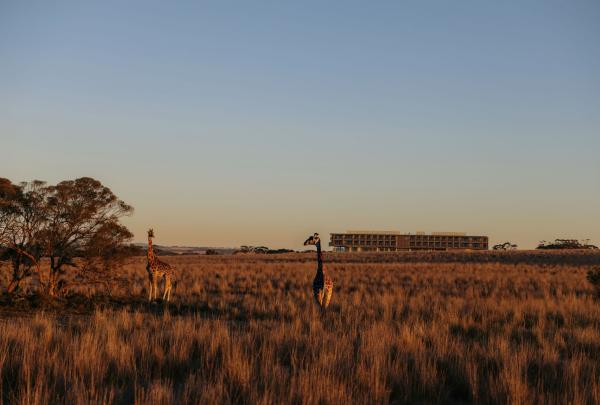 Giraffes roaming the grounds surrounding Monarto Safari Resort, Adelaide, South Australia © Monarto Safari Resort