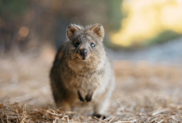 A close-up image captures an adorable quokka nestled under a bush on Rottnest Island, Western Australia © Tourism Australia