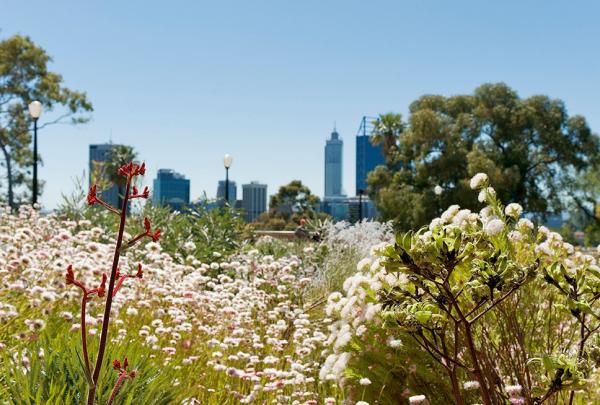Native Wild Flowers at Kings Park Festival, Perth, Western Australia © Botanic Gardens & Parks Authority