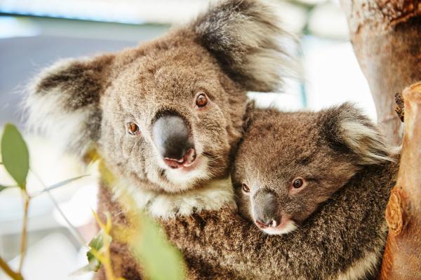 Koala at Caversham Wildlife Park,  Western Australia © Tourism Western Australia