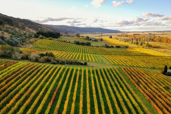 Canberra’s wine region © Tourism Australia
