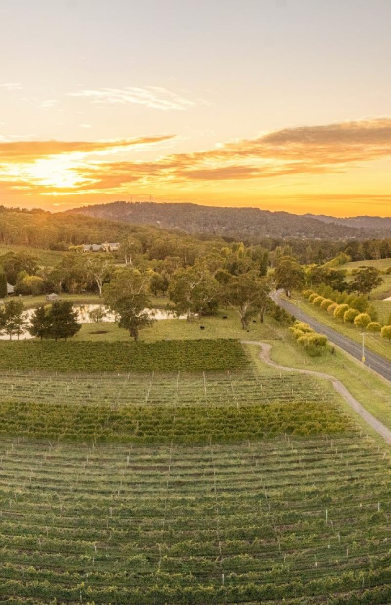 Centennial Vineyards, Bowral, New South Wales © Destination NSW