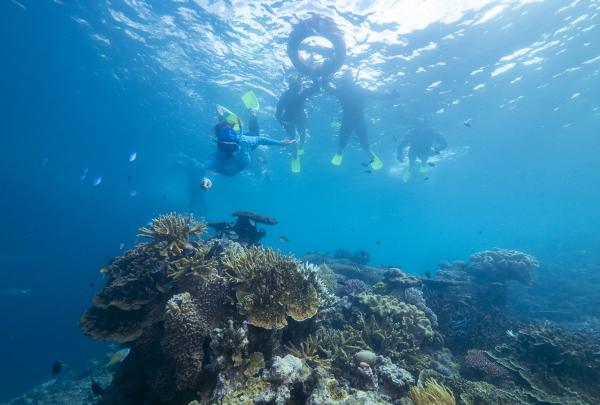 An underwater shot of a group of swimmers snorkelling over a coral reef. © Reef Unlimited/GBR Biology