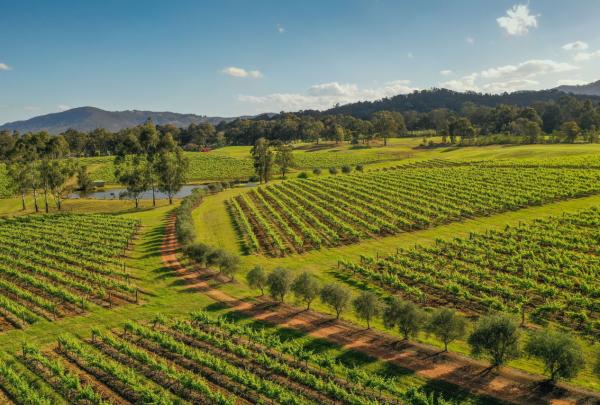 Aerial shot showing lush green vines in the low Hunter Valley sunlight, with trees and mountains in the background © Tourism Australia