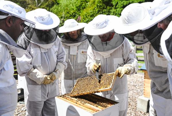 Guests in beesuits watch as a bee farmer pulls a hive from a working apiary © Tourism Australia