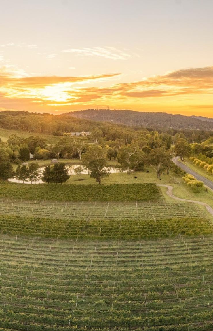 Centennial Vineyards, Bowral, New South Wales © Destination NSW