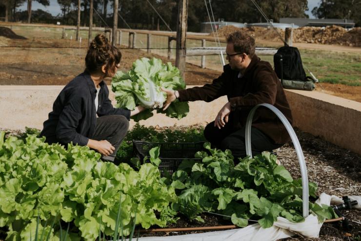 Staff at a winery pick giant bunches of lettuce from the onsite market garden. © Wayfinder Wines