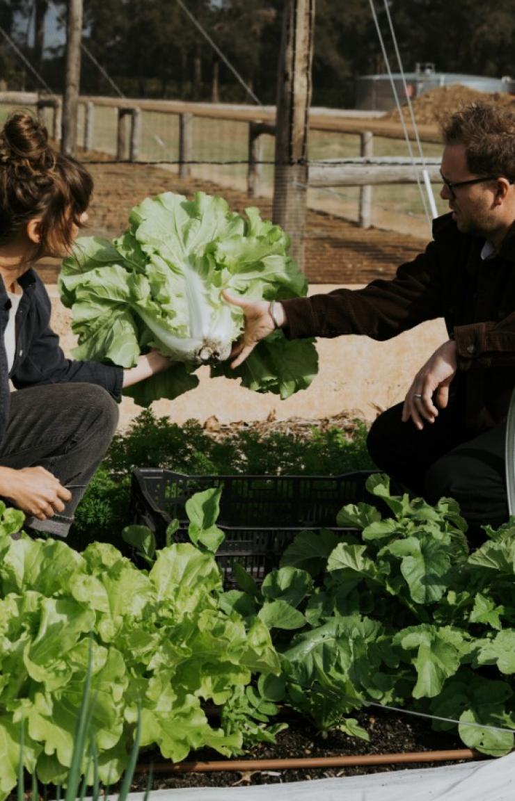 Staff at a winery pick giant bunches of lettuce from the onsite market garden. © Wayfinder Wines