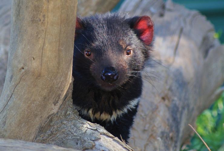 Tasmanian devil, Saffire Freycinet, Freycinet National Park, Tasmania © Saffire Freycinet