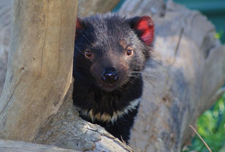 Tasmanian devil, Saffire Freycinet, Freycinet National Park, Tasmania © Saffire Freycinet Tasmanian devil, Saffire Freycinet, Freycinet National Park, Tasmania © Saffire Freycinet