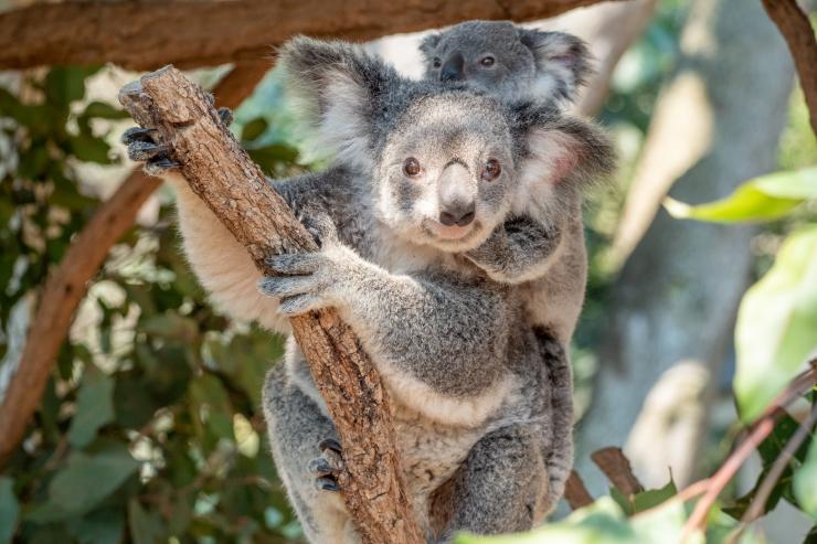 Koalas, Lone Pine Koala Sanctuary, Queensland ©Tourism Australia