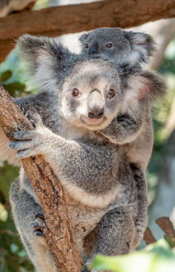 Koalas, Lone Pine Koala Sanctuary, Queensland ©Tourism Australia