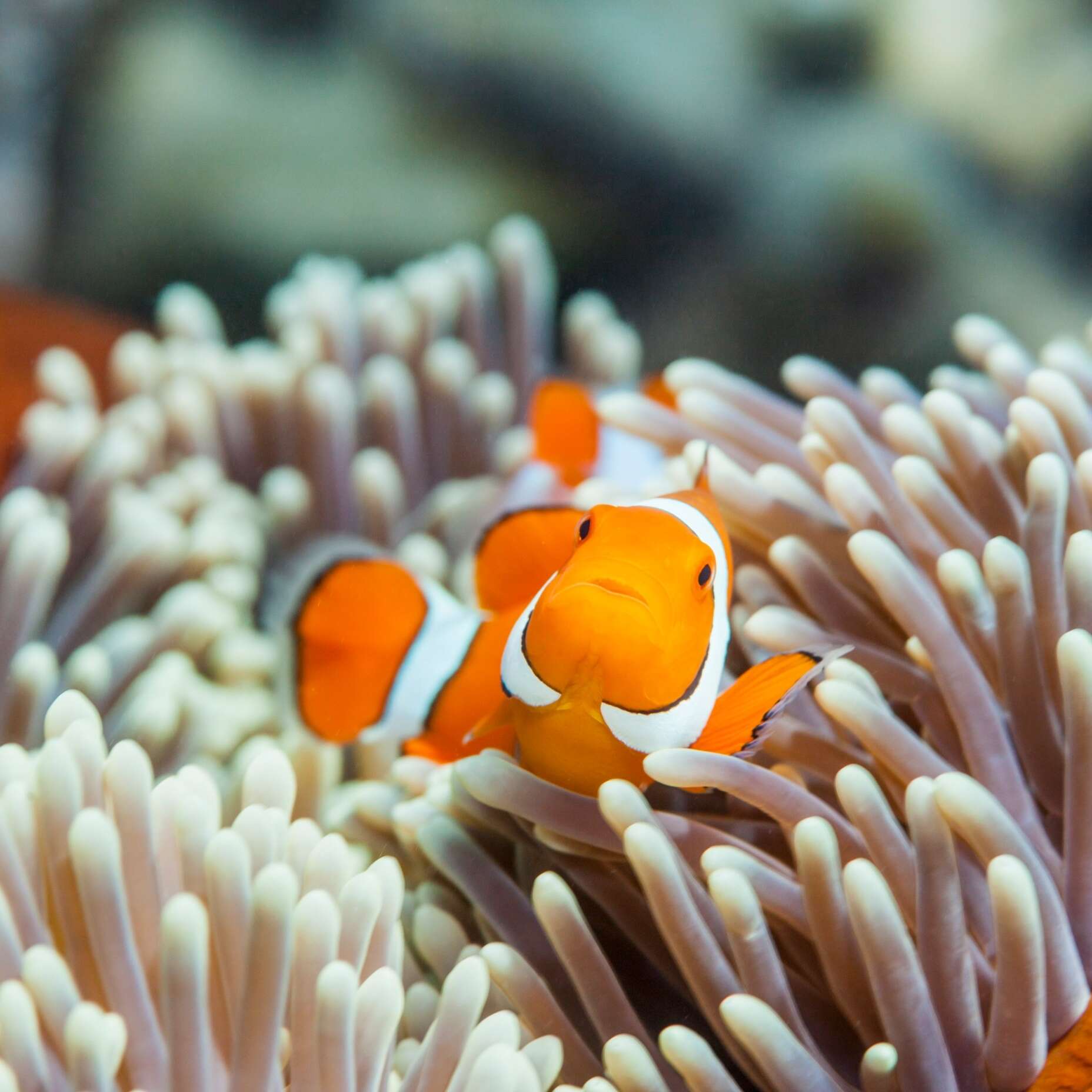 Clownfish in the coral of Agincourt Reef, Queensland © Andrew Watson