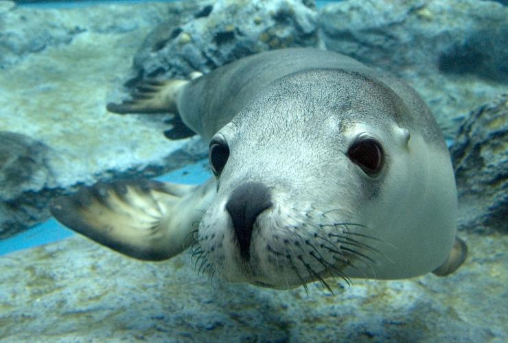 An Australian sea lion swimming in close view of visitors who visit the underwater viewing gallery © Taronga Zoo