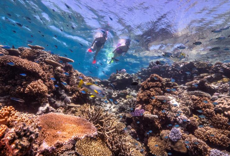 Snorkelling on the Great Barrier reef at the Low Isles with Dreamtime Dive and Snorkel, Queensland © Tourism and Events Queensland
