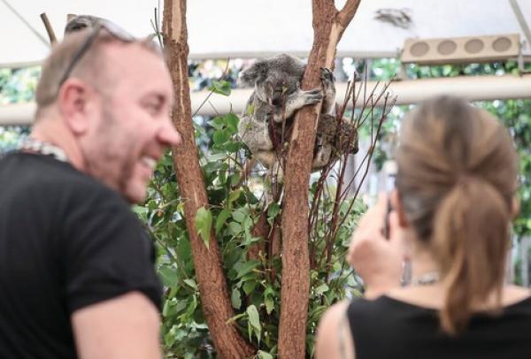 Incentive visitors cuddle a Koala at Lone Pine Sanctuary © Tourism Australia