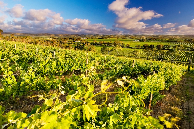 d’Arenberg Winery, McLaren Vale, South Australia © d’Arenberg Winery, Tourism Australia