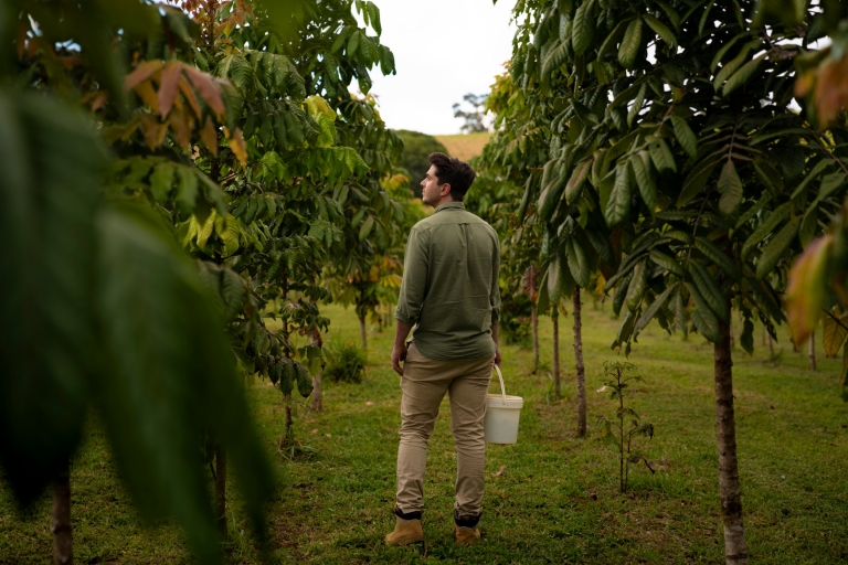 Crops in Malanda, Tropical North Queensland, QLD © Tourism and Events Queensland