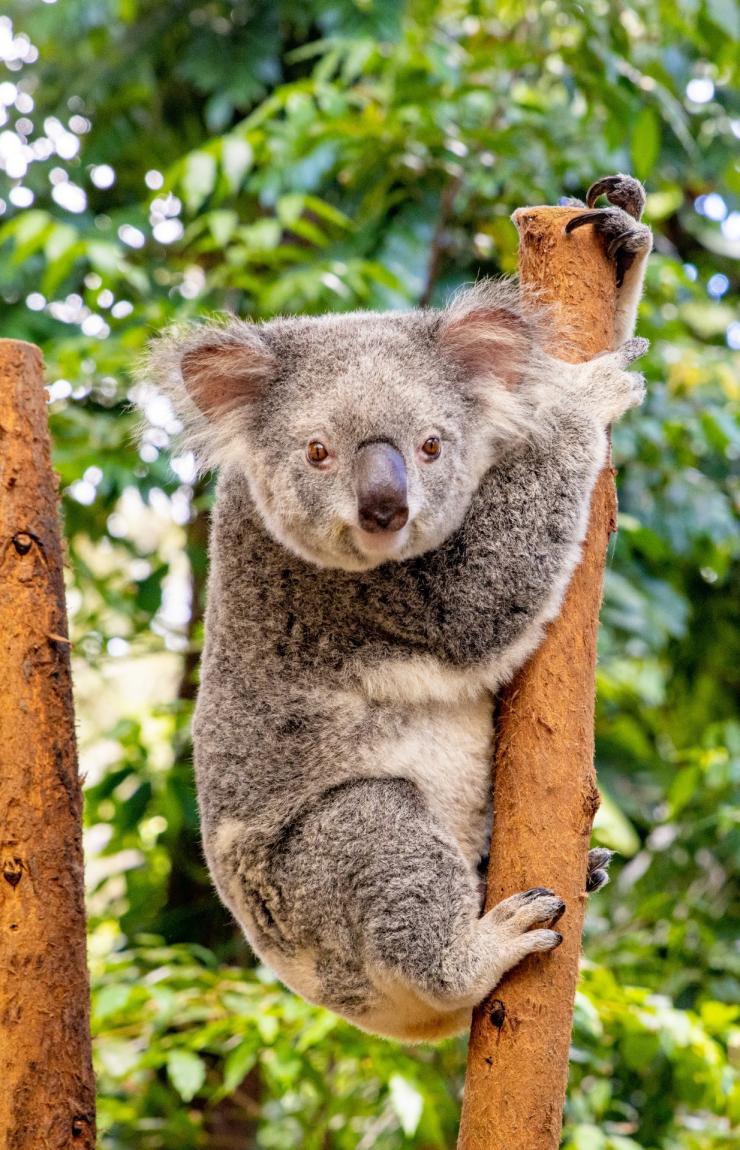 Currumbin Wildlife Sanctuary, Gold Coast, QLD © Tourism and Events Queensland