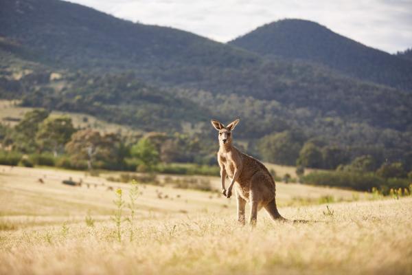 Tidbinbilla Nature Reserve, Australian Capital Territory © VisitCanberra / Stuart Miller