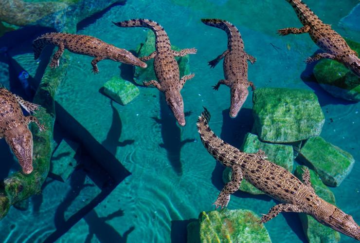 Crocosaurus Cove, Darwin, Northern Territory © Ellenor Argyropoulos