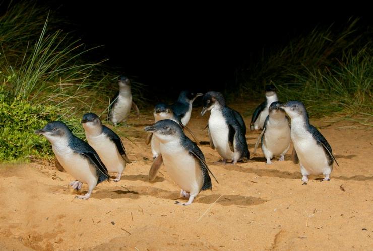 Penguin Parade at Phillip Island, Victoria © Phillip Island Nature Parks