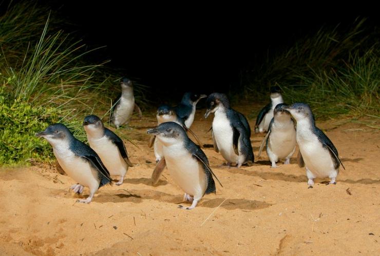 Penguin Parade at Phillip Island, Victoria © Phillip Island Nature Parks Penguin Parade at Phillip Island, Victoria © Phillip Island Nature Parks