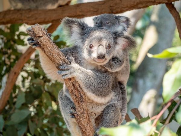 Koala at Lone Pine Koala Sanctuary, Brisbane, Queensland © Tourism and Events Queensland
