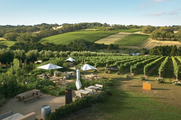 Montalto Vineyard & Olive Grove, Mornington Peninsula, Victoria © Montalto