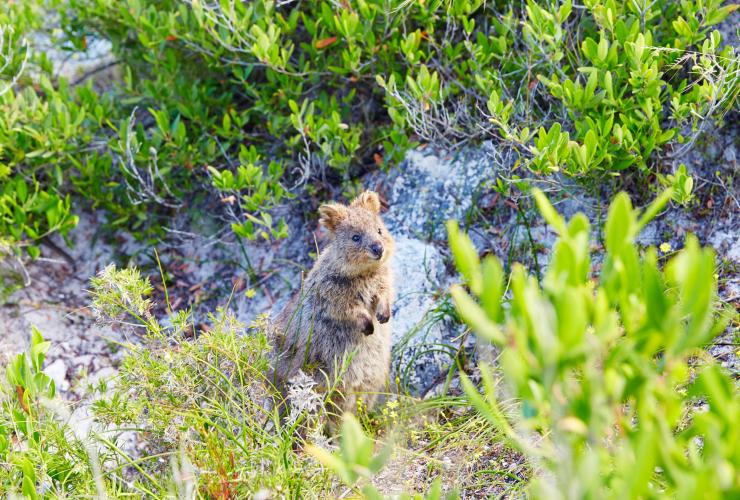 Quokka, Rottnest Island, Western Australia © Tourism Western Australia