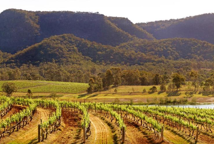 Audrey Wilkinson Vineyard, Hunter Valley, New South Wales © Audrey Wilkinson Vineyard